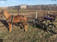 horse pony cart