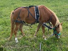 horse pony cart - Photo 2
