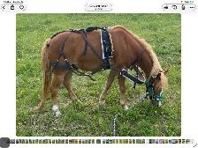 horse pony cart - Photo 3