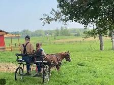 horse pony cart - Photo 4
