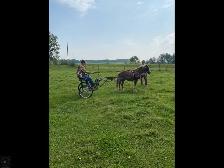 horse pony cart - Photo 5