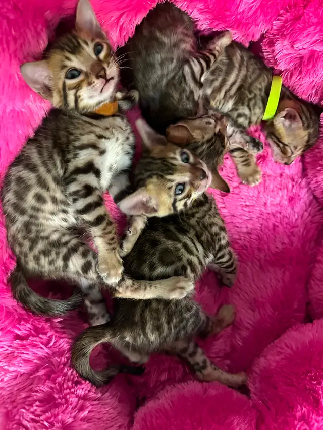 4 bb bengal mâle