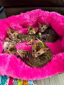 4 bb bengal mâle - Photo 4