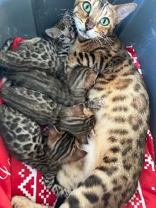 4 bb bengal mâle - Photo 8