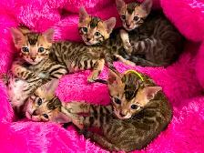 4 bb bengal mâle - Photo 5