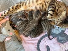 4 bb bengal mâle - Photo 7
