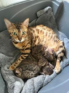 4 bb bengal mâle - Photo 8