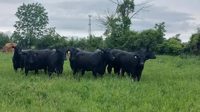 8 PUREBRED BLACK ANGUS HEIFERS- BRED