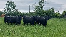 8 PUREBRED BLACK ANGUS HEIFERS- BRED