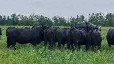 8 PUREBRED BLACK ANGUS HEIFERS- BRED - Photo 2