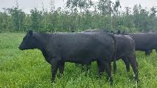 8 PUREBRED BLACK ANGUS HEIFERS- BRED - Photo 3