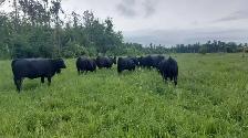 8 PUREBRED BLACK ANGUS HEIFERS- BRED - Photo 4