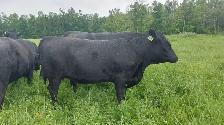 8 PUREBRED BLACK ANGUS HEIFERS- BRED - Photo 5