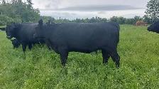 8 PUREBRED BLACK ANGUS HEIFERS- BRED - Photo 6