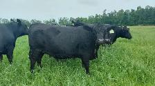 8 PUREBRED BLACK ANGUS HEIFERS- BRED - Photo 7