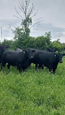 8 PUREBRED BLACK ANGUS HEIFERS- BRED - Photo 8