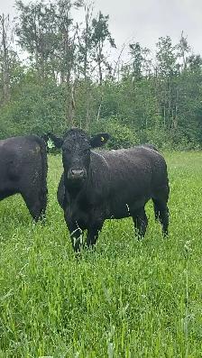 8 PUREBRED BLACK ANGUS HEIFERS- BRED - Photo 9