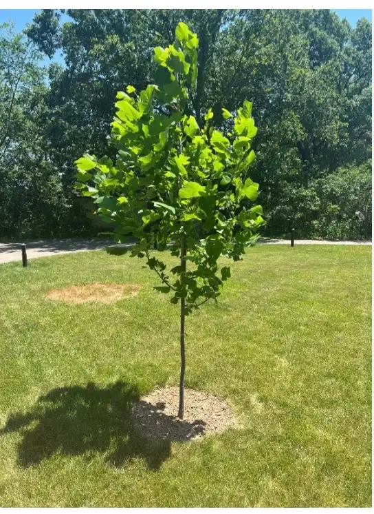 Landscaping, weeding, tree pruning.