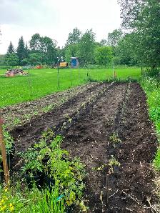 Landscaping, weeding, tree pruning. - Photo 4