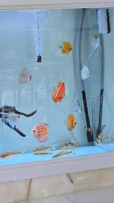 Fish for Sale