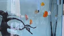 Fish for Sale - Photo 2