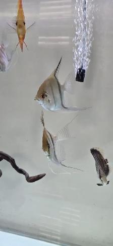 Fish for Sale - Photo 3