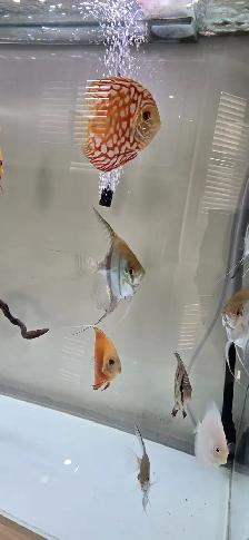 Fish for Sale - Photo 4