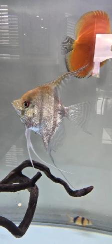 Fish for Sale - Photo 5