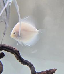 Fish for Sale - Photo 6
