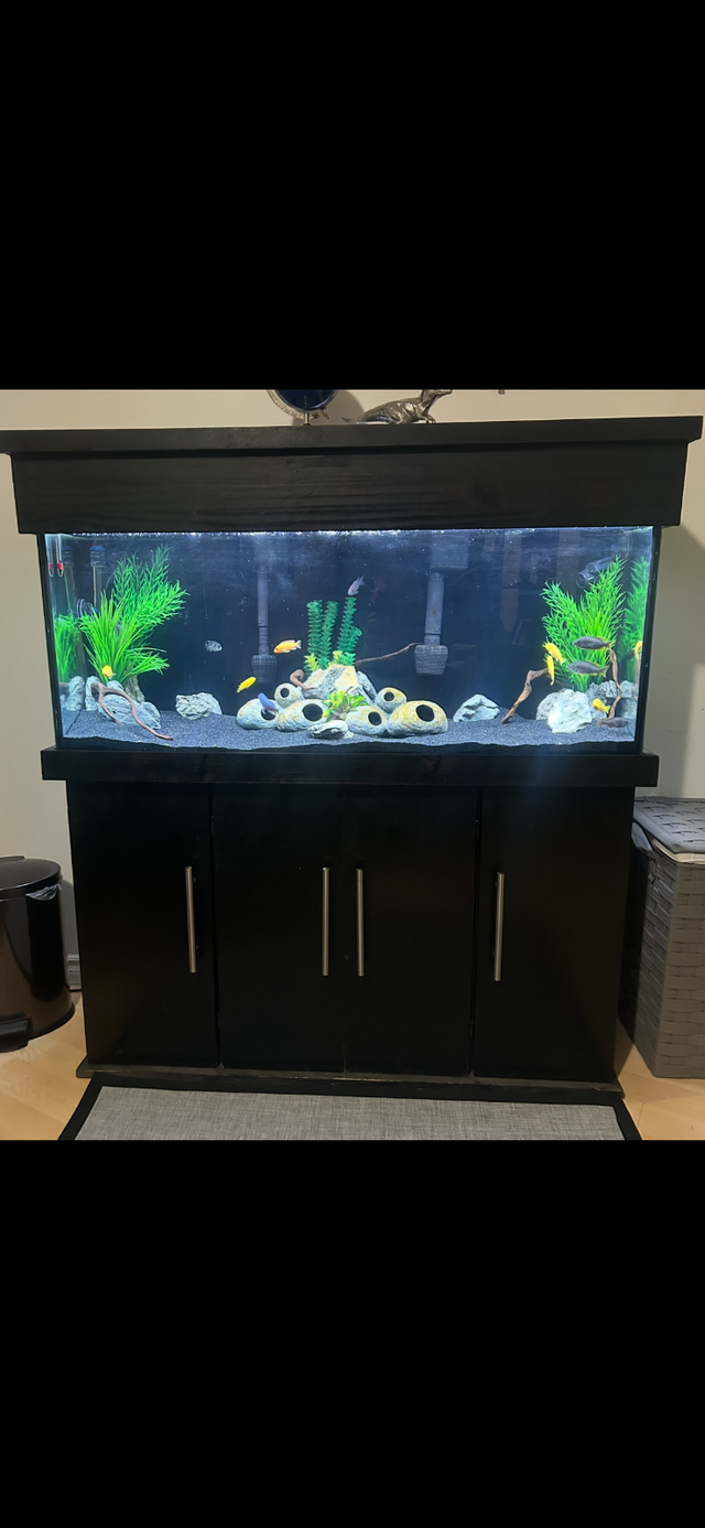 Complete 55 Gallon Aquarium Set Up       $350 or BO