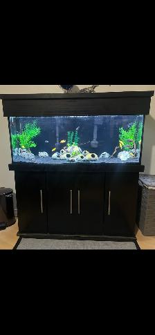 Complete 55 Gallon Aquarium Set Up       $350 or BO