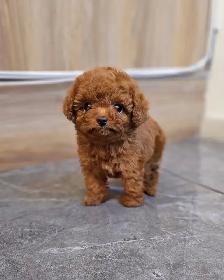 Toy Mini Poodle Puppies