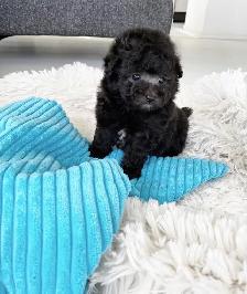 Toy Mini Poodle Puppies - Photo 2