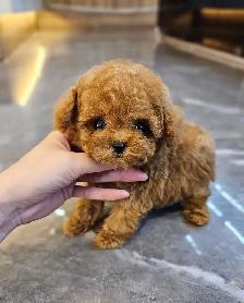 Toy Mini Poodle Puppies - Photo 3