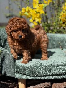 Toy Mini Poodle Puppies - Photo 4