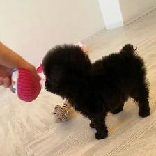 Toy Mini Poodle Puppies - Photo 5