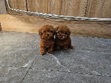 Toy Mini Poodle Puppies - Photo 6