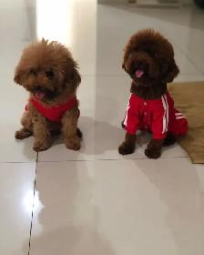 Toy Mini Poodle Puppies - Photo 7