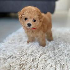 Toy Mini Poodle Puppies - Photo 8
