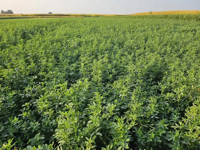Standing Alfalfa