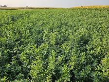 Standing Alfalfa