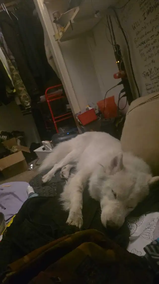 Lost dog medium sized shaggy white dog.