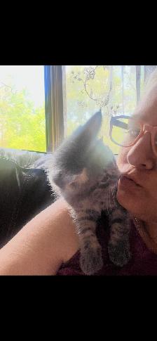 Kittens looking for their Forever Families - Photo 4