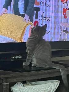 Kittens looking for their Forever Families - Photo 7
