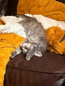 Kittens looking for their Forever Families - Photo 9