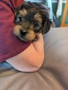 yorkie male puppy
