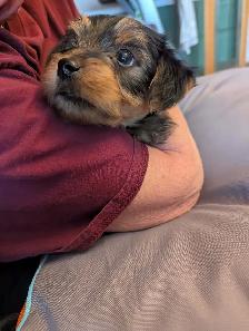 yorkie male puppy - Photo 2