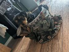 yorkie male puppy - Photo 3