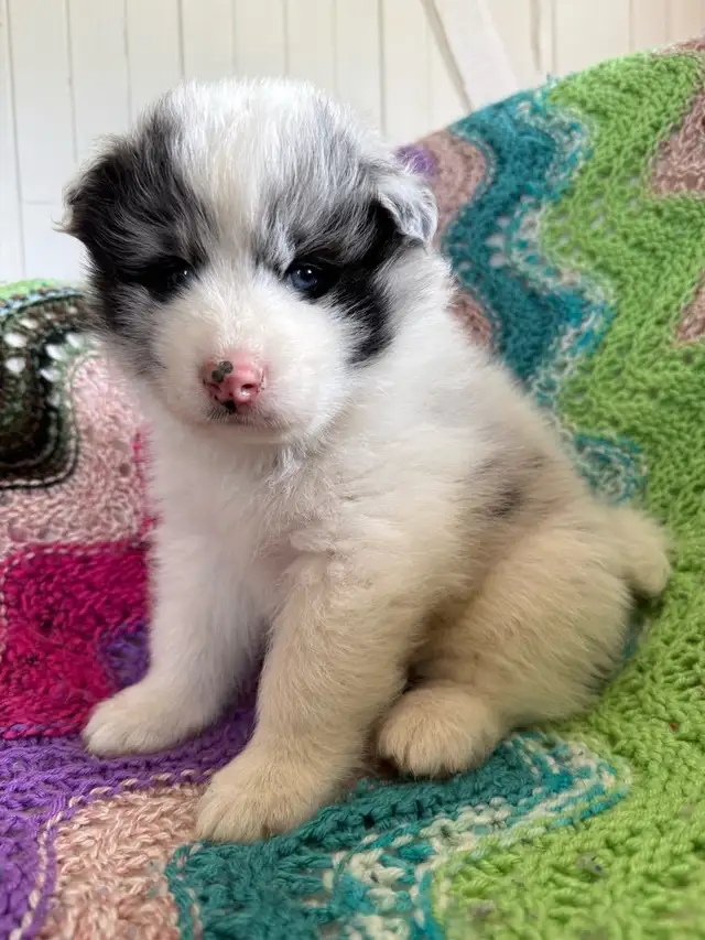 Chiot Border Sammie Puppy