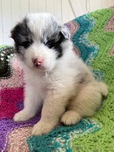 Chiot Border Sammie Puppy